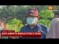 BUPATI KAMPAR PAI MANINJAU PETANI DI TAPUNG